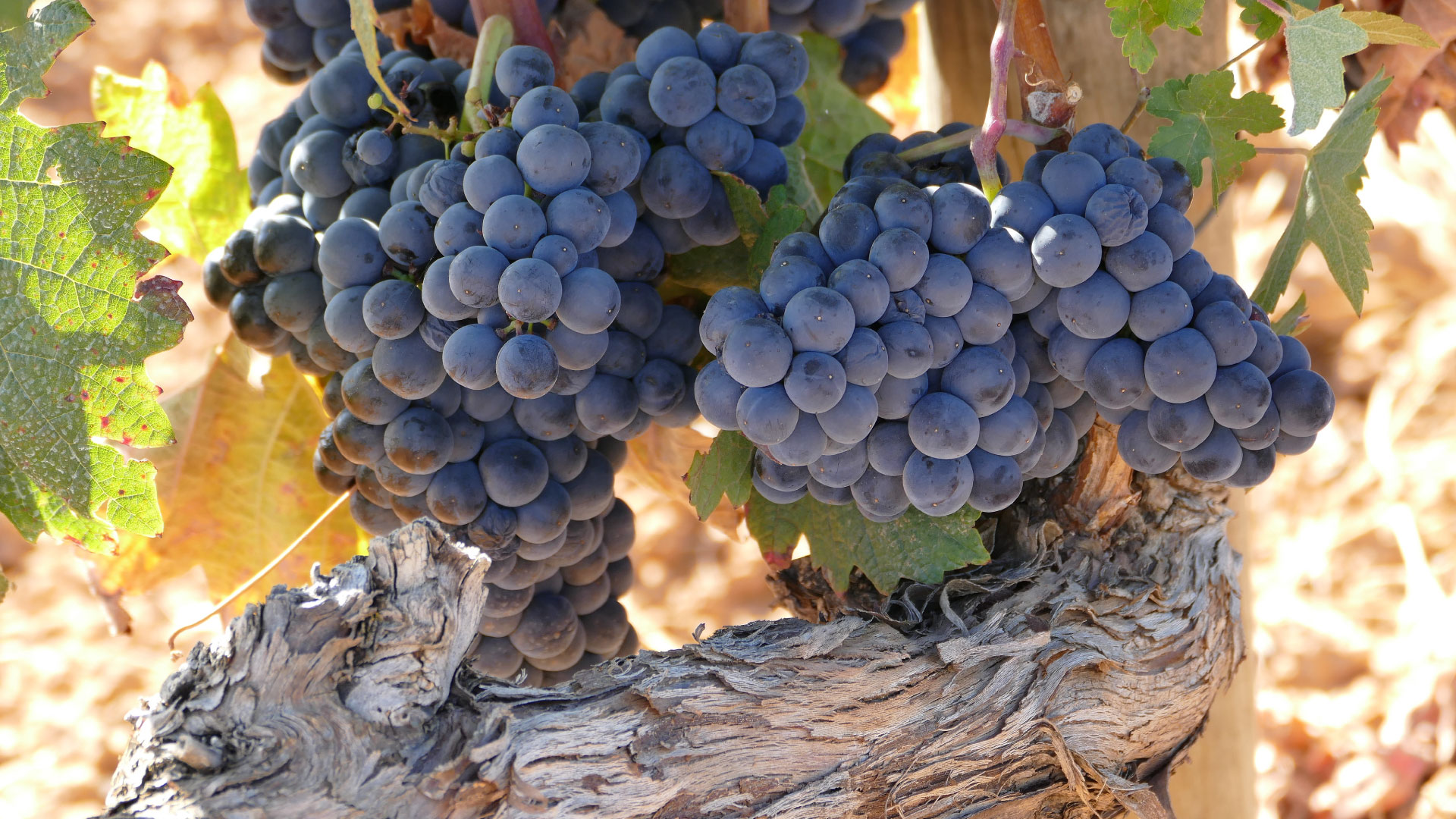 The King of Grapes Ribera y Rueda